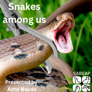 Snakes among Us by Arno Naude